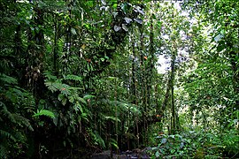 Forêt tropicale humide.