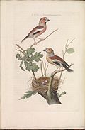 Loxia coccothraustes (Appelvink), plaat 71