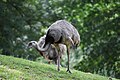 Nandou (Rhea americana).