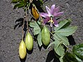 Куруба (Passiflora mollissima)