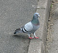 Szirti galamb (Columba livia)