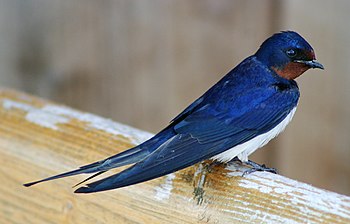 Una randoleta rustica (Hirundo rustica), a Bygholm vejle (Danemarc). (definicion vertadièra 1 799 × 1 200 *)