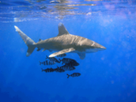 Un sp�cimen accompagn� d'un banc de Poisson pilote dans l'Elphinstone Reef, au large de l'�gypte, en mer Rouge.