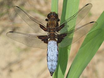 Una « domaisèla deprimida » (Libellula depressa) mascle. (definicion vertadièra 1 757 × 1 317 *)