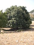 Quercus ilex, Parco delle Madonie, Sicilien, Italien