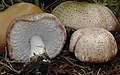 Agaricus subrufescens