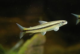 Apareiodon hasemani (Parodontidae)