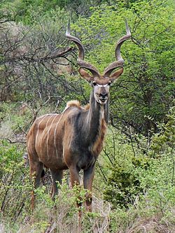 Dume la tandala mkubwa (Tragelaphus strepsiceros)