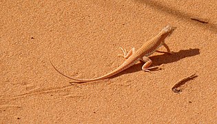 Le l�zard Acanthodactylus longipes se confond avec le sable du Sahara.