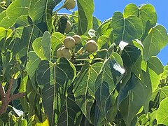 Catalpa (parfois confondu avec le mancenillier, car il pousse dans le m�me type d'�cosyst�me, en bordure des plages)