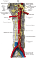 Abdominal portion of the sympathetic trunk, with the celiac and hypogastric plexuses.