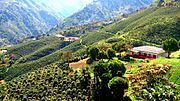 Plantaciones de caf� en Bol�var, Colombia. El caf� es cultivado en Centroam�rica y el Cononorte de Sudam�rica.