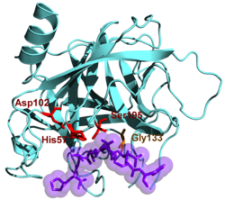 Chymotrypsin B