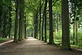 Paprastųjų bukų alėja Van Tervureno (Van Tervuren) arboretume (Belgija)