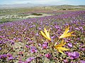 Kvetoucí rostliny ve vzácném období deště v poušti Atacama