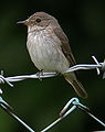 Sz�rke l�gykap� (Muscicapa striata)