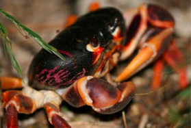 De felgekleurde Gecarcinus ruricola is eetbaar.