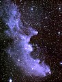 IC 2118, nebulozo najbara de Riĝelo (β Orionis)