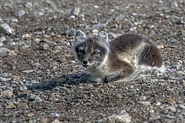 Un Renard arctique sur l'île de Spitzberg.