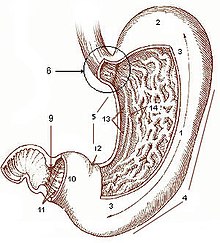 Sekco de la stomako de homo