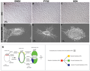 Morfologische karakterisering van END2-, PYS2- en XEN-cellen van het muisembryo. END2: visceraal endoderm-achtig, PYS2: pari�taal endoderm-achtig, XEN: Extra-embryonaal endoderm stamcellen.