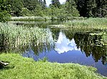 Seerosenweiher (Lanser Moor)