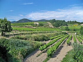 Image illustrative de l’article Puyméras (côtes-du-rhône villages)