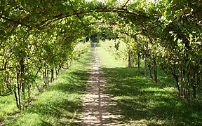 P�rgola con parra de uvas cerca de Grommbridge (Reino Unido).