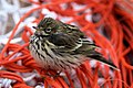 Réti pityer (Anthus pratensis)