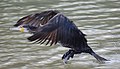 Grand Cormoran (Phalacrocorax carbo).