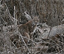 Un lynx roux dans l'environnement hivernal, � Almaden Quicksilver County Park (en), en Californie.