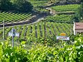 Le vignoble au pied de Faucon.