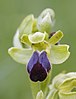 Ophrys sulcata au Muséum de Toulouse.