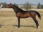 Étalon arabe polonais bai par Ekstern, issu du haras national de Janów Podlaski.