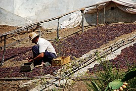 Passerillage hors souche � M�laga ; le s�chage donne une couleur brun rouge au raisin blanc.