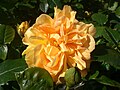 Rosa 'Bernstein'