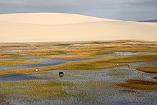 Stagno con vegetazione all'interno delle dune di sabbia del Parco Nazionale dei Len��is Maranhenses, Brasile.