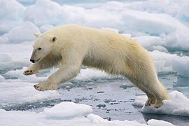 Un ours blanc bondissant entre deux blocs de glace de la banquise en fonte, sur l'île de Spitzberg.