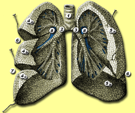 alt=1. luchtpijp (trachea) 2. rechter bronchus 3. linker bronchus 4. rechterlong (pulmo dexter): bovenste (4a), middenste (4b) en onderste (4c) longlob 5. linkerlong (pulmo sinister): bovenste (5a) en onderste (5b) longlob 6. fissura obliqua 7. fissura horizontalis 8. arteria pulmonalis