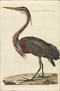 Ardea purpurea (Purperreiger), plaat 180