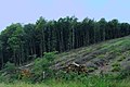 Hauberg bei Netphen