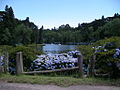 Hydrangeas near the Black Lake of Gramado, southern Brazil.