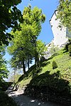 Linde unterhalb des Schloss Friedberg