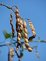 Baccelli di caiano (Cajanus cajan), il legume della gommalacca