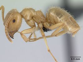 Lasius nitidigaster