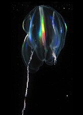 Mertensia ovum, un cténaire.