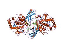 Modello tridimensionale dell'enzima