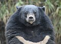 Ours du Tibet (Ursus thibetanus).