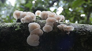 Hongos en el sotobosque