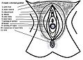 Шема анатомије вулве